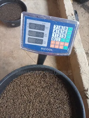Fresh BSF Larvae