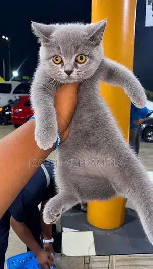 1-3 months Female Purebred British Shorthair