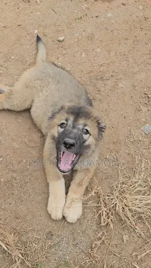 1-3 months Female Purebred Caucasian Shepherd