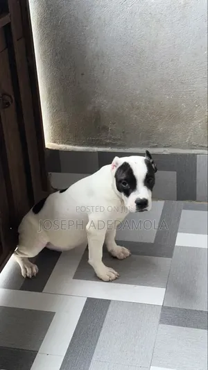 1-3 months Female Purebred American Bully