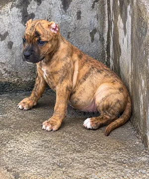 1-3 months Female Purebred American Bully