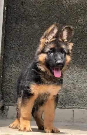 1-3 months Female Purebred German Shepherd