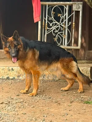 1+ year Female Purebred German Shepherd