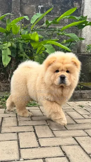 1-3 months Female Purebred Chow Chow