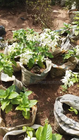 JT Premier Flower Garden Beautification