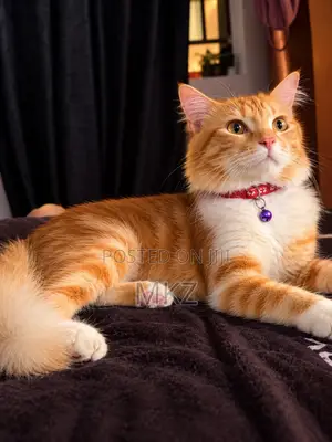 1+ year Male Purebred Turkish Angora