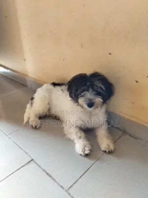 1+ year Female Purebred Lhasa Apso