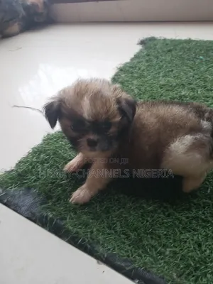 1-3 months Female Mixed Breed Pekingese
