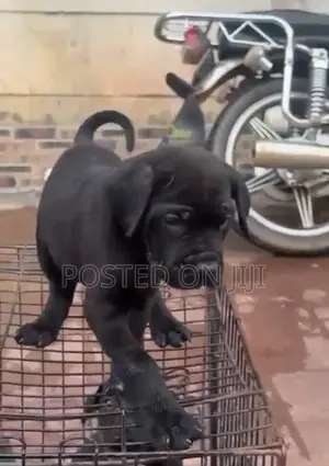 1-3 months Male Purebred Cane Corso