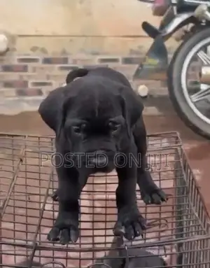 1-3 months Female Purebred Cane Corso