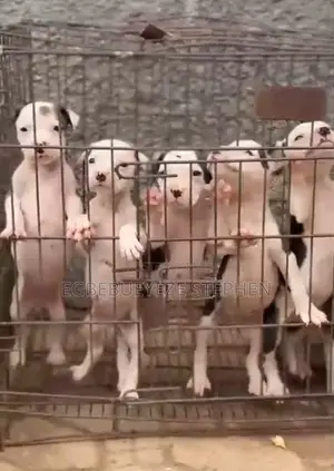 1-3 months Female Purebred American Pit Bull Terrier