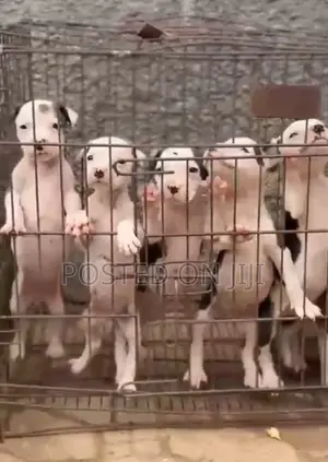 1-3 months Female Purebred American Pit Bull Terrier