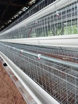 Battery Cage