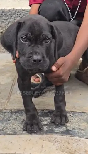 1-3 months Male Purebred Cane Corso
