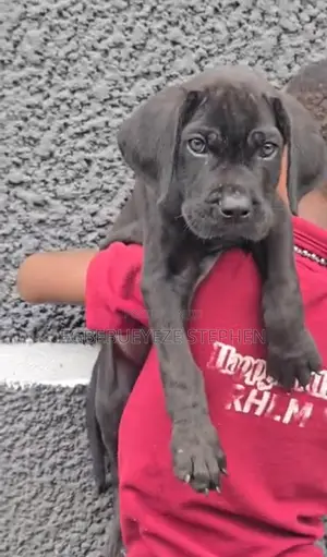 1-3 months Female Purebred Cane Corso