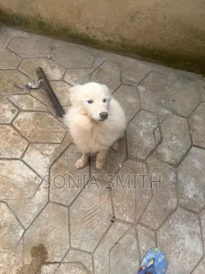 1+ year Male Purebred American Eskimo