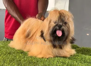 6-12 months Female Purebred Lhasa Apso