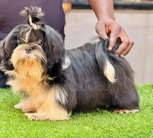 6-12 months Male Purebred Lhasa Apso