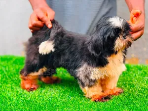 3-6 months Female Purebred Lhasa Apso