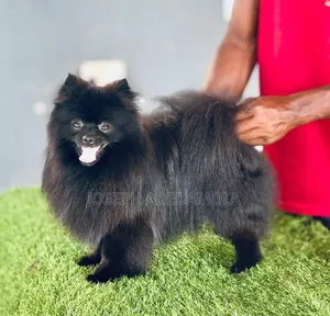 3-6 months Female Purebred Pomeranian