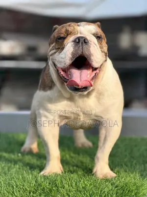 1+ year Male Purebred American Bully