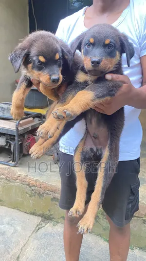 1-3 months Male Purebred Rottweiler