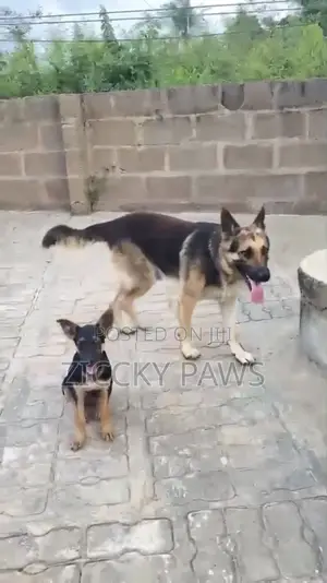 3-6 months Female Purebred German Shepherd