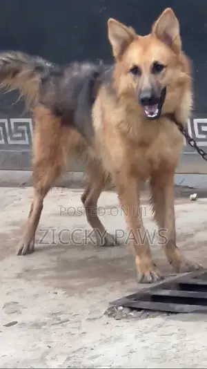 6-12 months Male Purebred German Shepherd