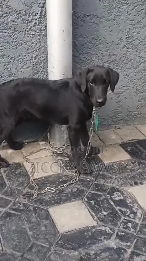 3-6 months Male Purebred Labrador Retriever