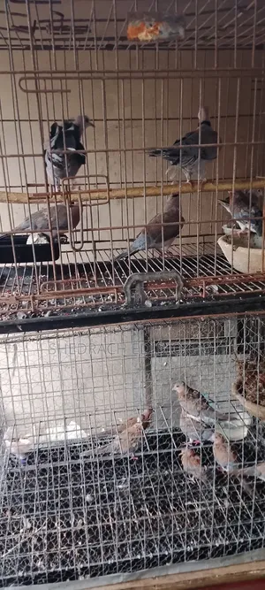 Ring Neck Dove and Mourning Dove
