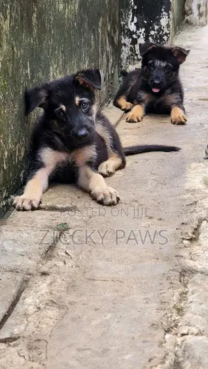 1-3 months Female Purebred German Shepherd