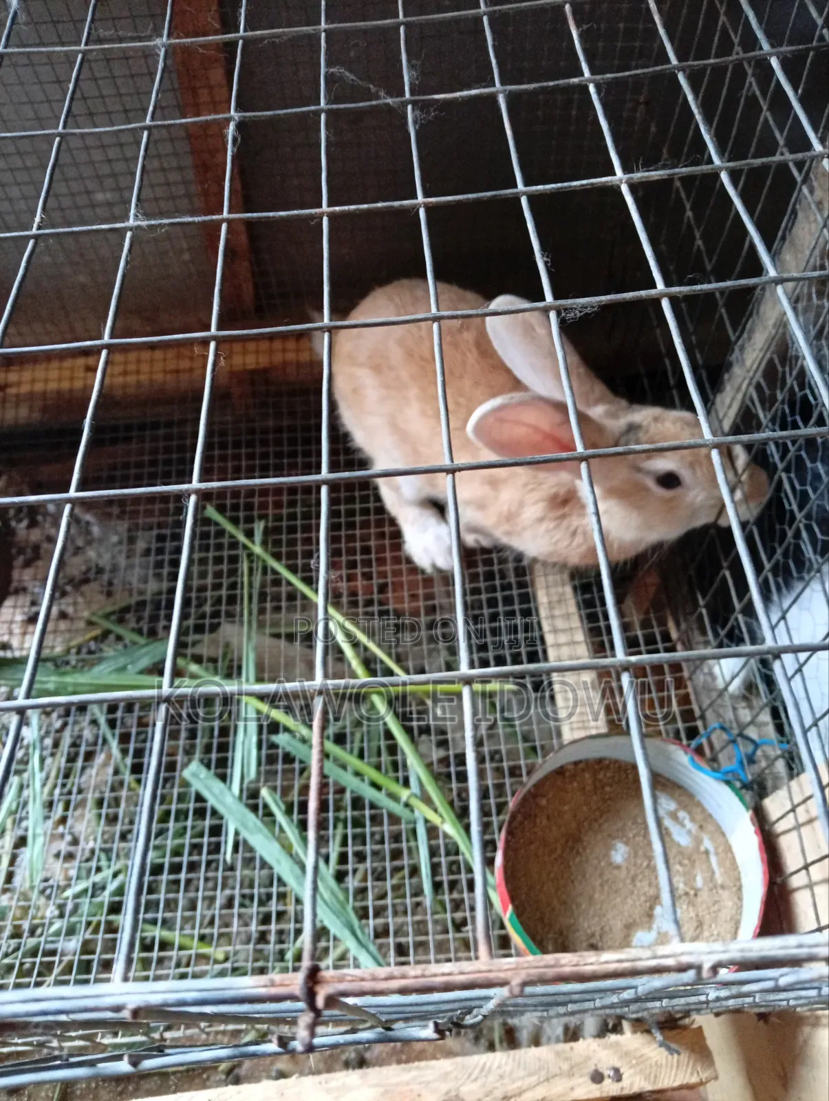 Rabbits ( American Chinchilla Breed)