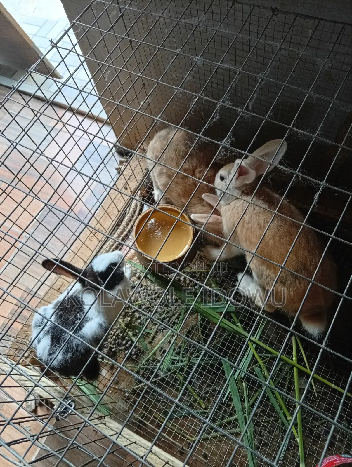 Rabbits ( American Chinchilla Breed)