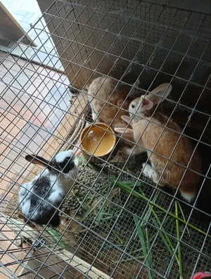 Rabbits ( American Chinchilla Breed)