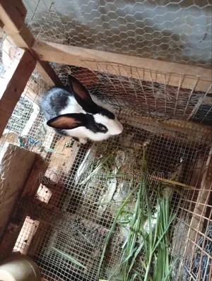 Rabbits ( American Chinchilla Breed)