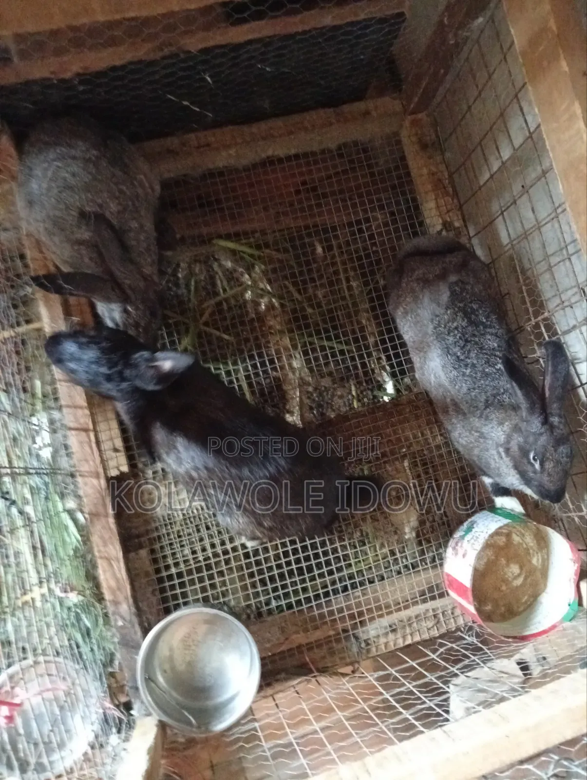 Rabbits ( American Chinchilla Breed)