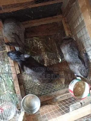 Rabbits ( American Chinchilla Breed)