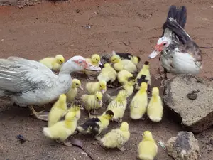 1 Week Old Muscovy Ducklings