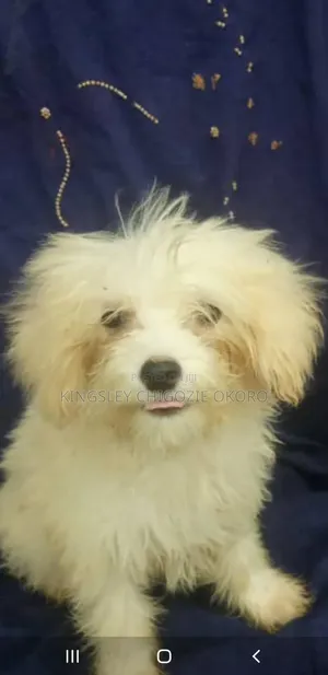 3-6 months Female Purebred Lhasa Apso