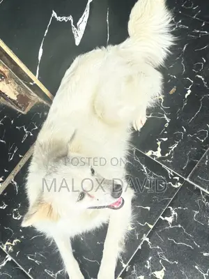 1+ year Female Purebred American Eskimo