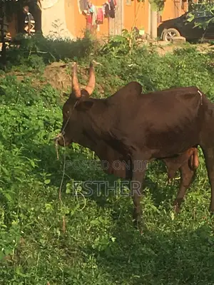 Cow Share for 13 Persons