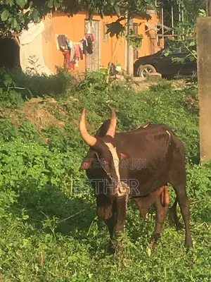 Cow Share for 13 Persons