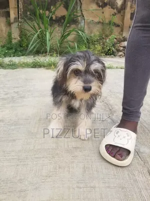 1+ year Male Purebred Lhasa Apso