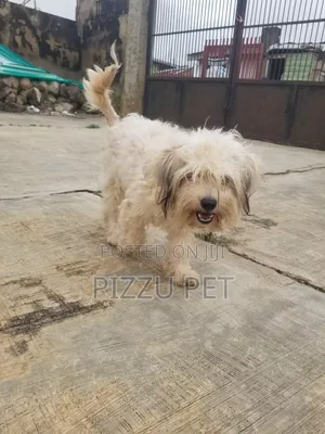 6-12 months Female Purebred Lhasa Apso