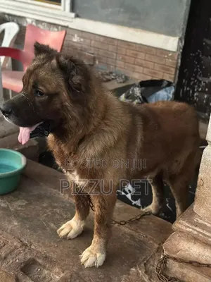 1+ year Male Purebred Caucasian Shepherd