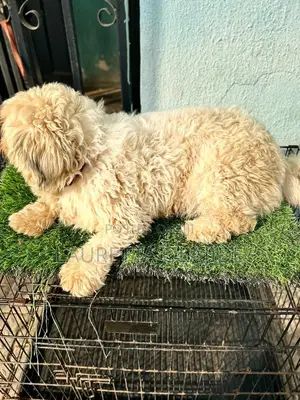 1+ year Female Purebred Lhasa Apso