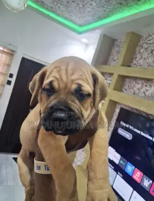 1-3 months Female Purebred Boerboel