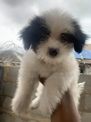 1-3 months Female Purebred Lhasa Apso