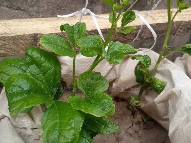 Ugu Seeds and Seelings