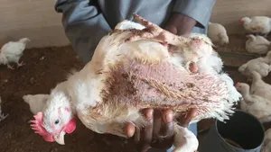 Big Healthy Chickens for Sale – Kaduna”